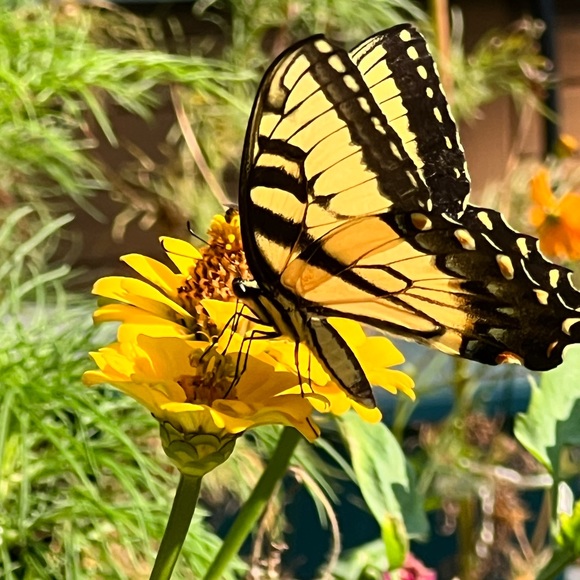 Meet your Poshers, Tracy and Taifa - Picture 7 of 14